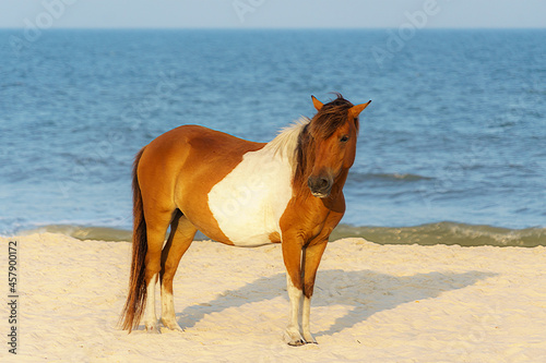 Wild horse on the beach, looking back over it's shoulder.