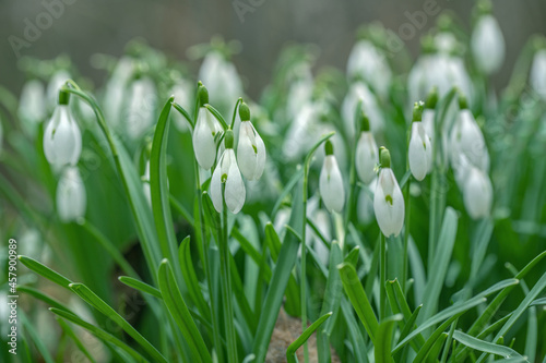 Wild snowdrops (Galanthus nivalis). Focus a little left from the middle.