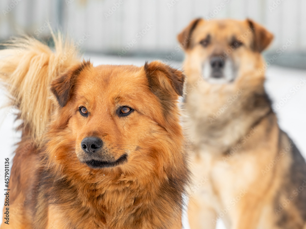 Two brown dogs close up in winter on a background of snow Two brown dogs close up in winter on a background of snow