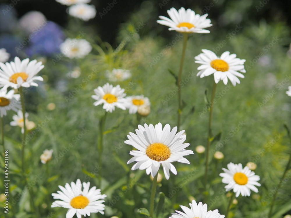 daisies in the field daisies in the field