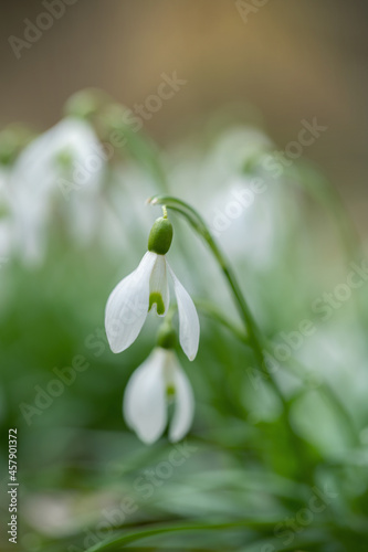 Common Snowdrops (Galanthus nivalis). Romantic closeup with light blurred background.