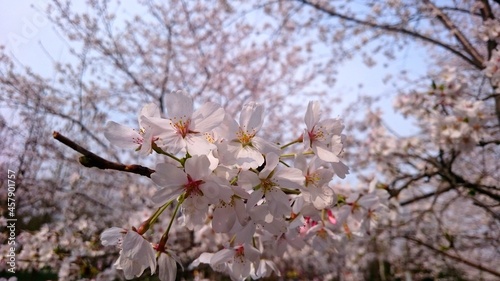 Beautiful white cherry blossoms in botanical park China
