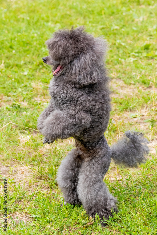 Gray shaggy poodle stands on hind legs in the park during a walk, trained dog