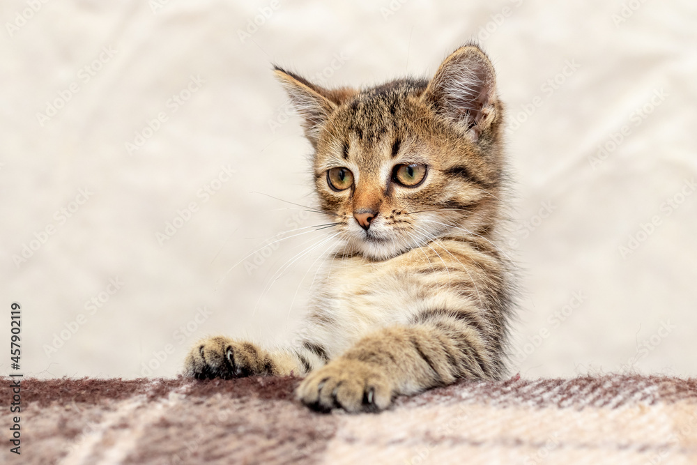 A cute little kitten looks out of the table, a kitten with an inquisitive look