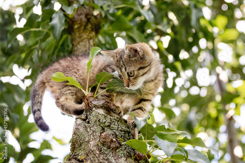 A small kitten sits on a tree and looks timidly down
