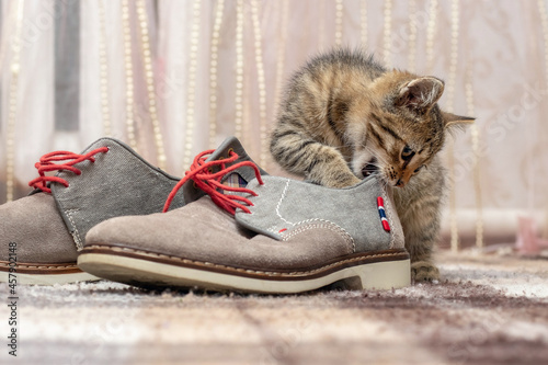 Photography A small kitten is playing with shoes. A small cat bites a shoe