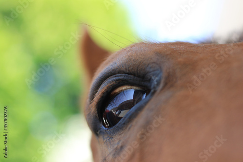 Pferdeauge