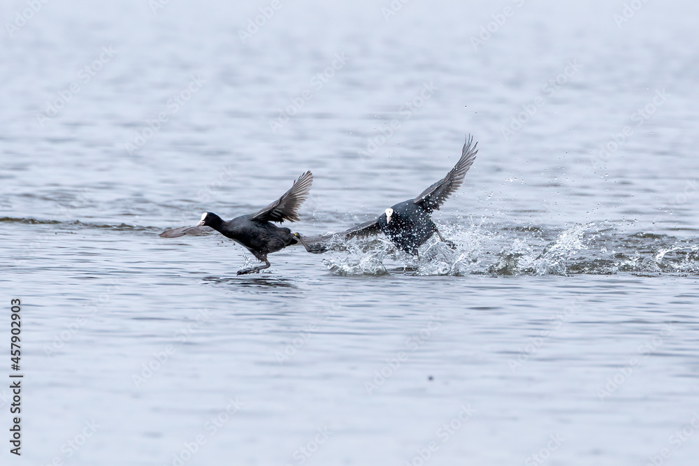 Obraz premium Birds play in the water