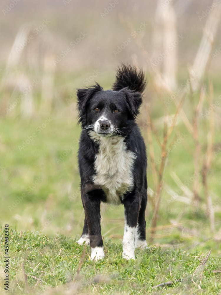 Fototapeta premium A stray dog looks at the camera