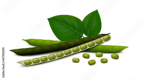 Fresh (green) and dried (black) mung bean pods (ripe, unripe, opened) with leaves and seeds isolated on white background. Realistic vector illustration.