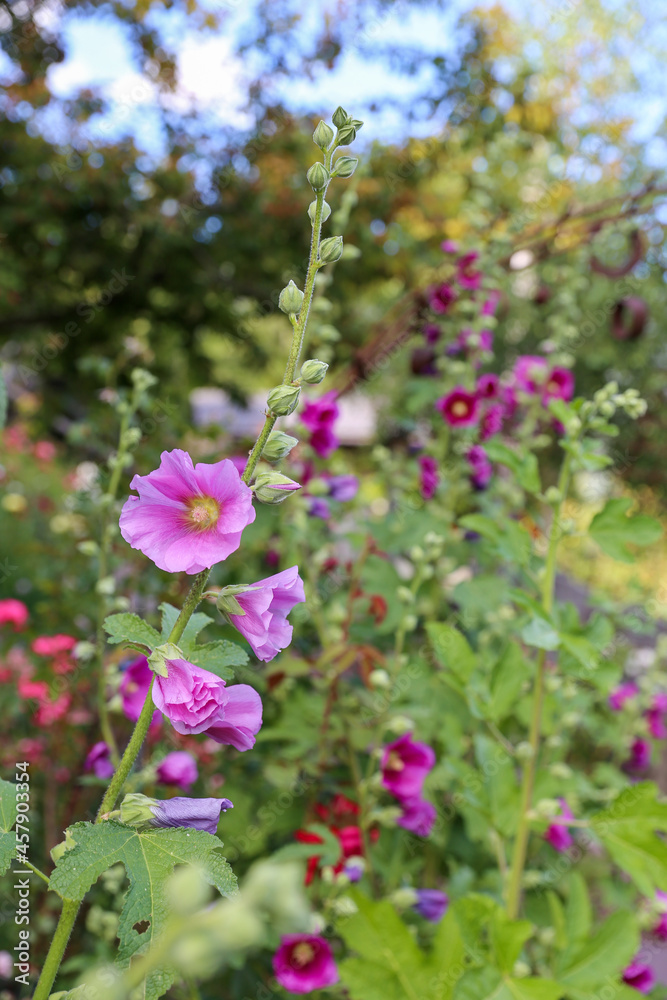 Pianta di malva rosa in primo piano con sullo sfondo altre piante sfocate Pianta di malva rosa in primo piano con sullo sfondo altre piante sfocate