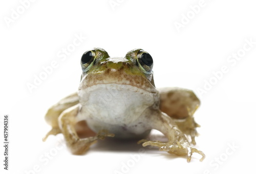 Young Marsh Frog isolated on white  Pelophylax ridibundus