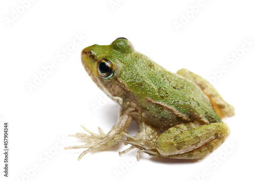 Young Marsh Frog isolated on white, Pelophylax ridibundus
