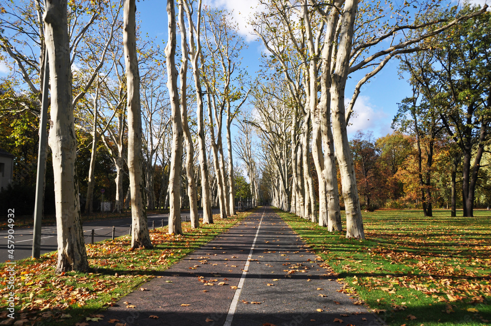 Panoramic view of the alley with old maples. Autumn, fallen leaves on the ground.