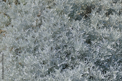 Eremophila Nivea. Pianta con foglie bianche e sfumature di grigio photo