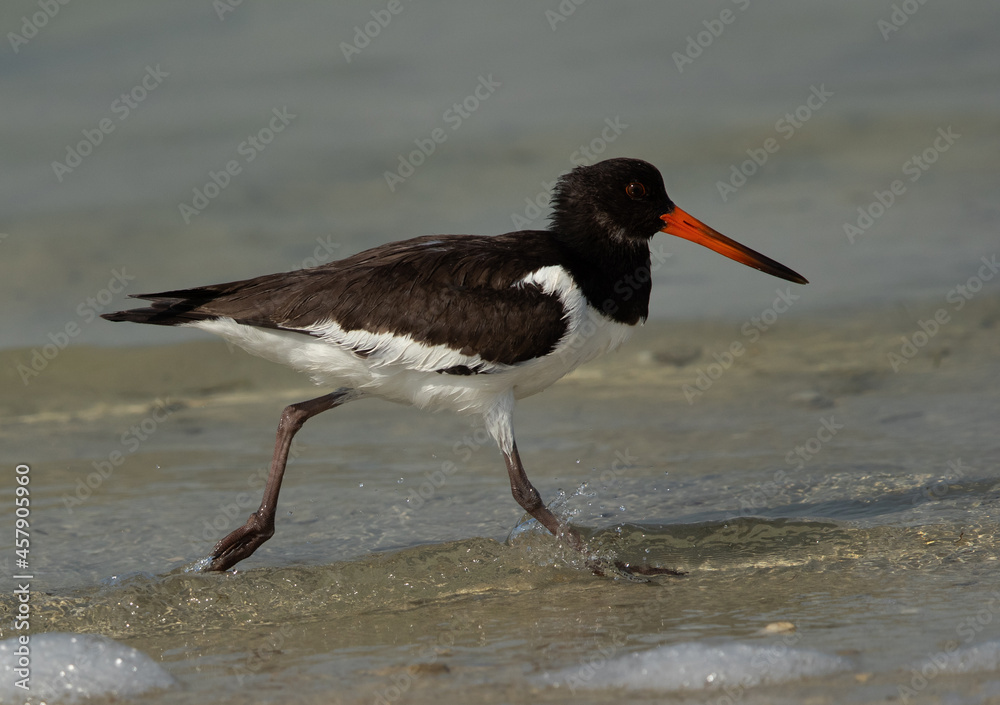 Oystercatcher running at Busaiteen coast of Bahrain Oystercatcher running at Busaiteen coast of Bahrain