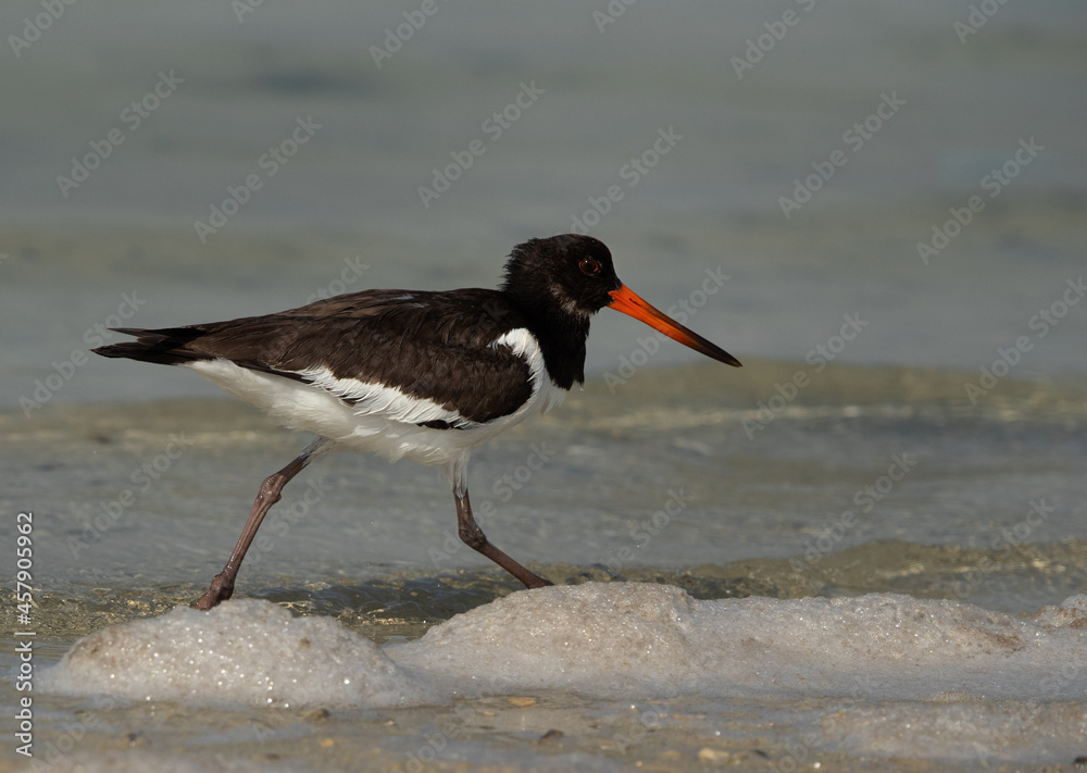 Oystercatcher at Busaiteen coast of Bahrain Oystercatcher at Busaiteen coast of Bahrain