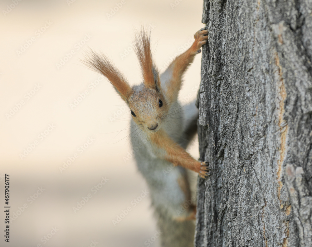 funny squirrel on a tree