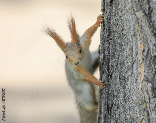 funny squirrel on a tree