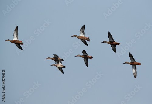 Northern Shovelers in flight at Asker marsh, Bahrain