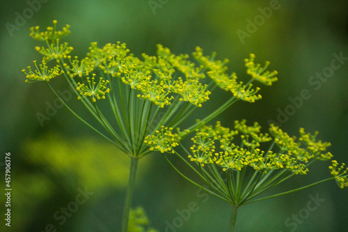 yellow fennel flowers against the background of green nature