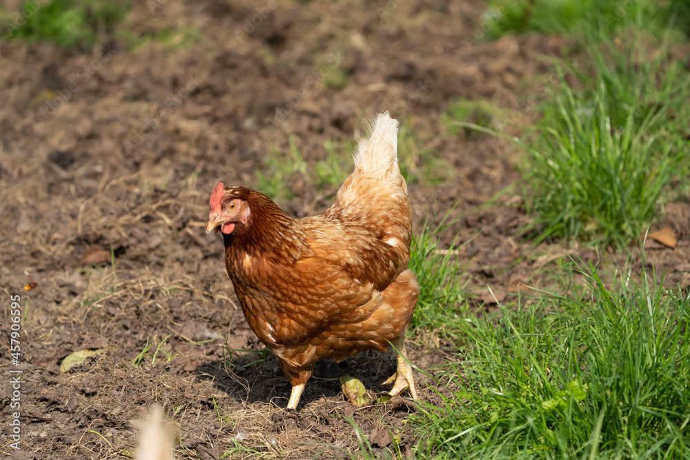 Brown hen chicken on a farm lookinf for food