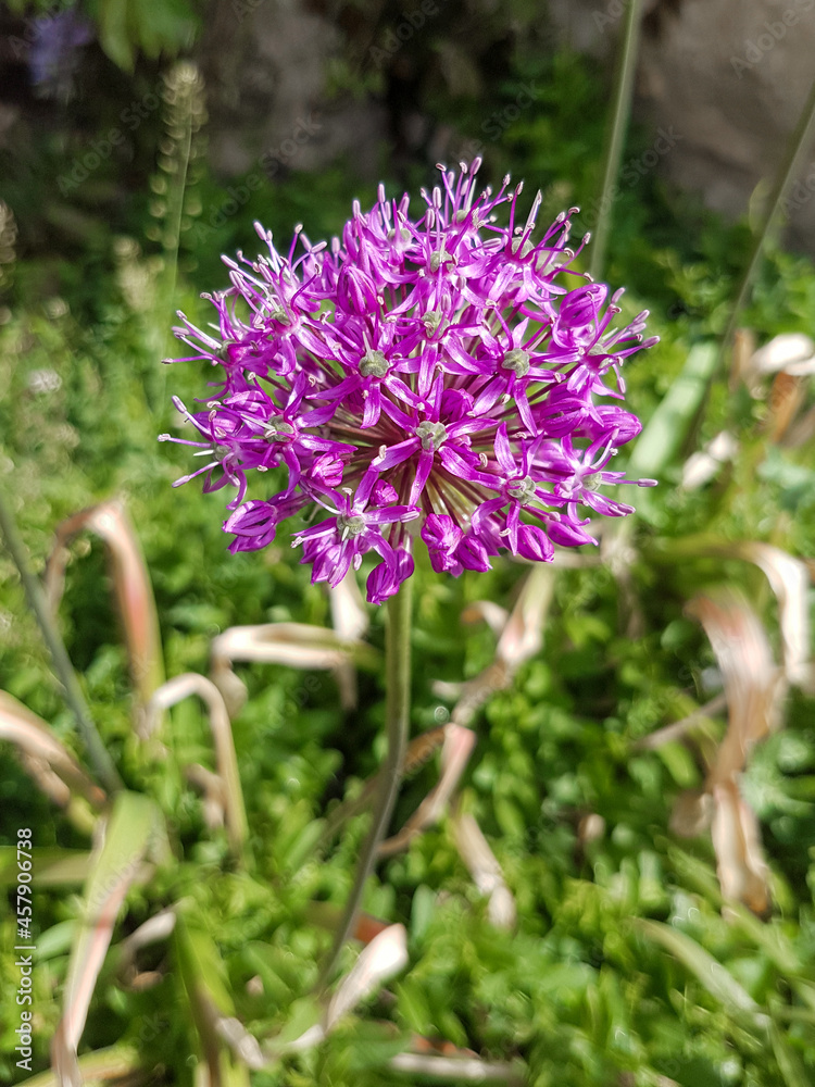 broadleaf wild leek also garlic root also great-head garlic also Levant garlic (in german Ackerlauch also Ackerknoblauch also Sommerknoblauch) Allium ampeloprasum broadleaf wild leek also garlic root also great-head garlic also Levant garlic (in german Ackerlauch also Ackerknoblauch also Sommerknoblauch) Allium ampeloprasum