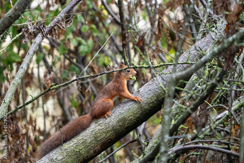 squirrel on tree with a nut in his mouth