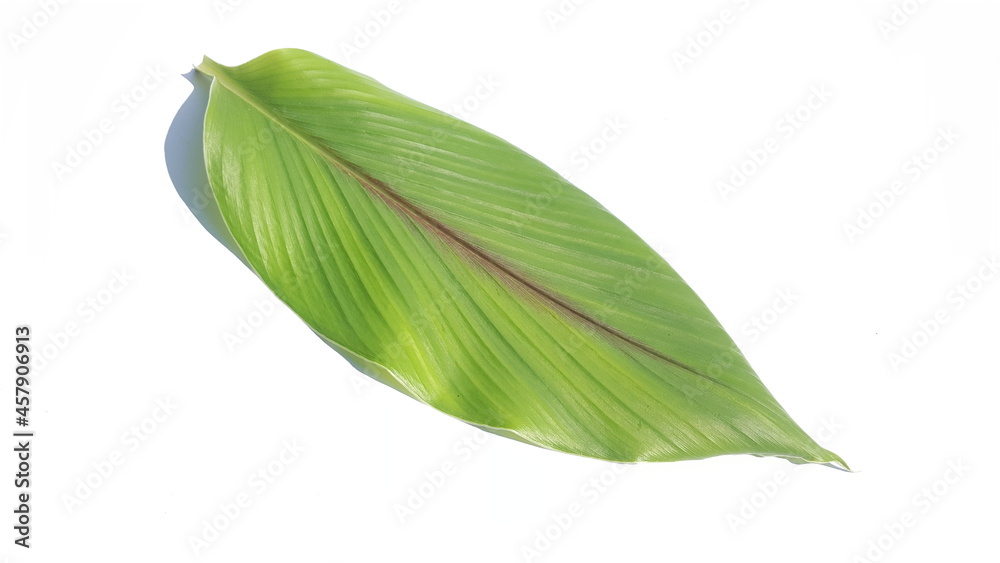 Fototapeta premium Green Curcuma amada leaf, or mango ginger leaves isolated on white background