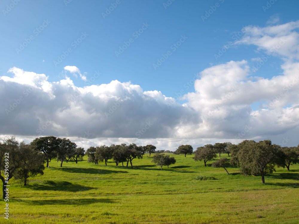 Alentejo landscape with green grass fields and olive trees under the blue wky