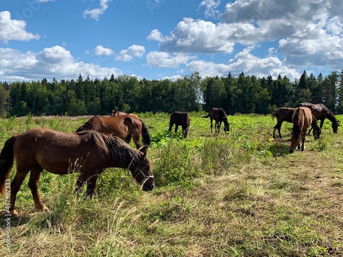 Beautiful horses near the forest with grass the sky