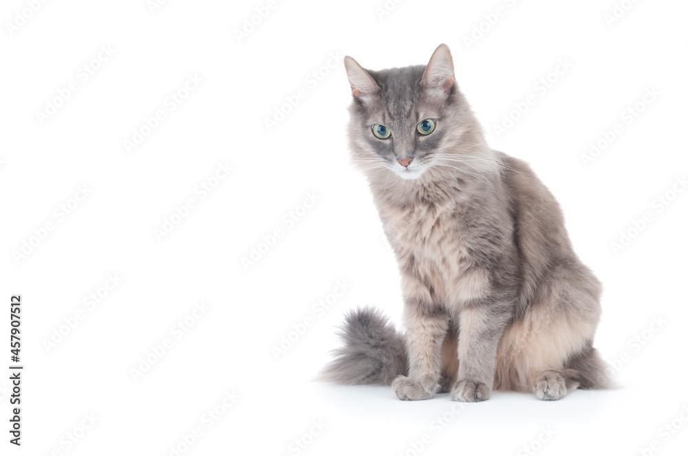 Obraz premium Fluffy gray cat isolated on white background