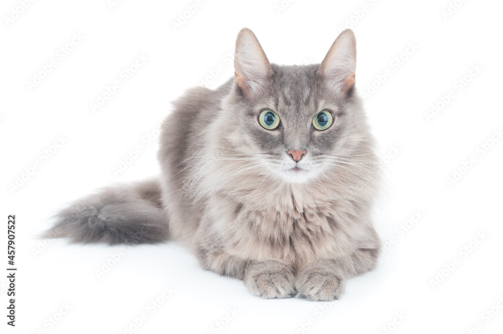 Serious fluffy gray cat on white background