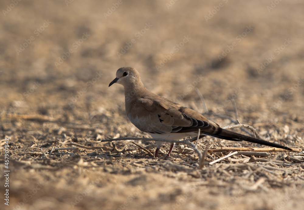 Closeup of a Namaqua Dove at hamala, Bahrain Closeup of a Namaqua Dove at hamala, Bahrain