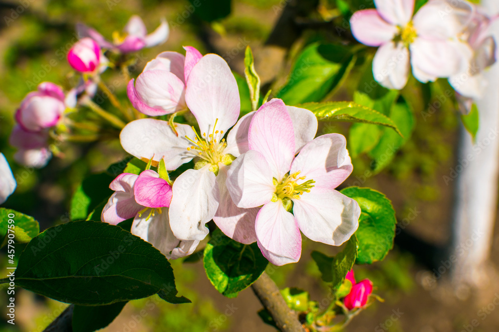 Apple trees in bloom.