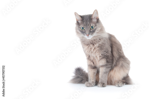 Fluffy gray cat isolated on white background