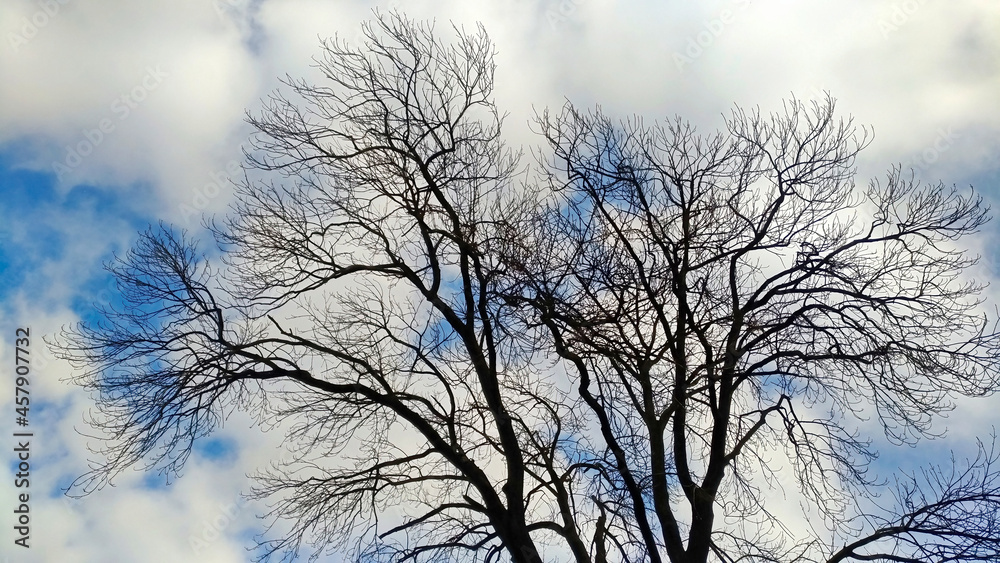 Obraz premium Tree with bare branches against the background of sky with clouds