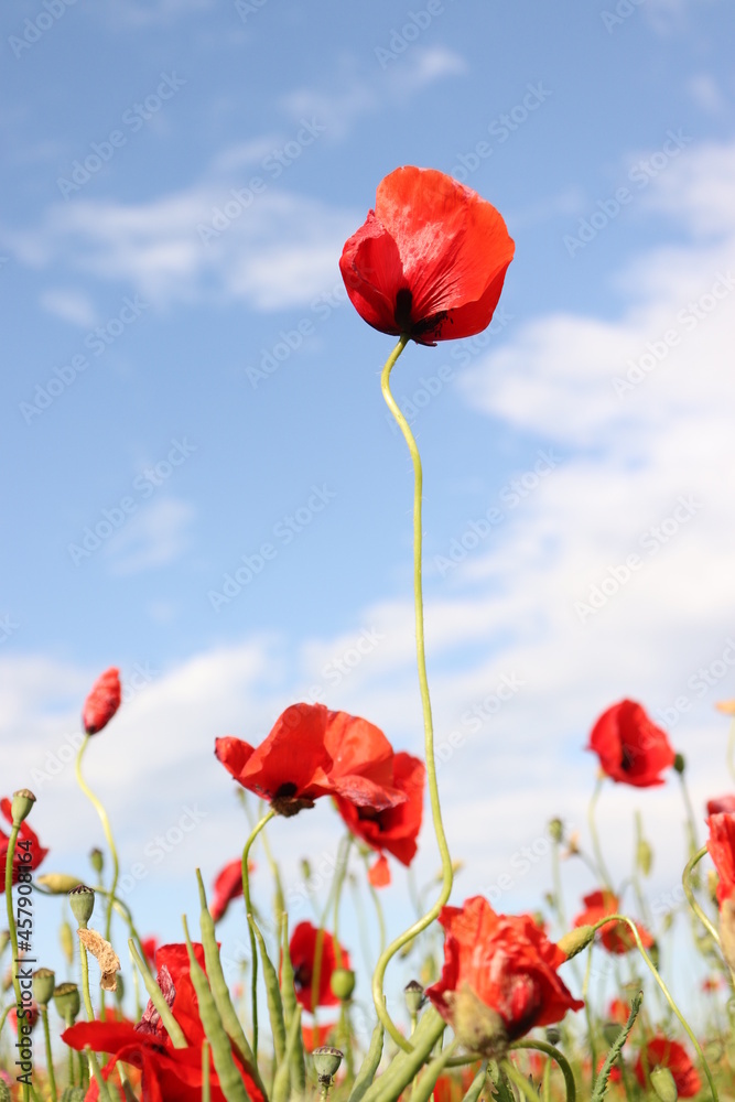Obraz premium red flowers poppy