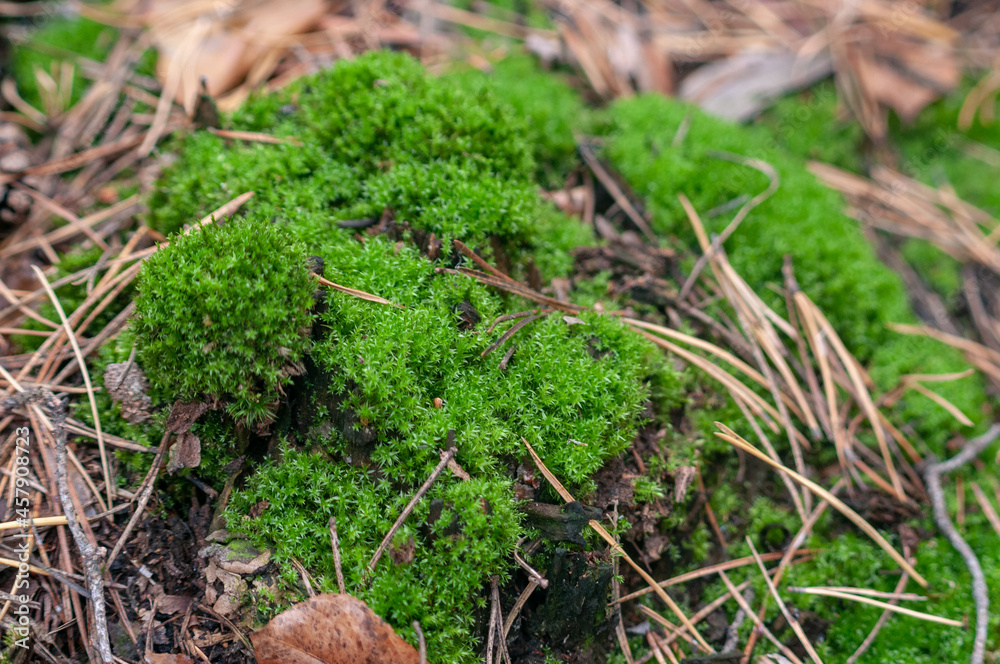 green moss on the forest ground green moss on the forest ground