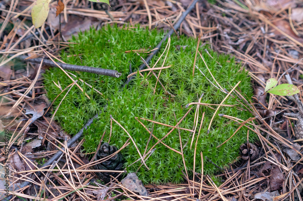 green moss on the forest ground green moss on the forest ground