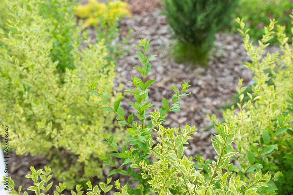 flowerbed with green ornamental bushes flowerbed with green ornamental bushes