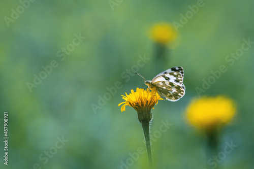 butterfly on yellow flower focus on foreground blur background © Marc Andreu