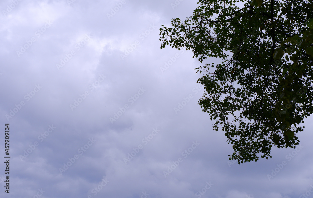 Branches of trees against the background of a cloudy sky. Branches of trees against the background of a cloudy sky.
