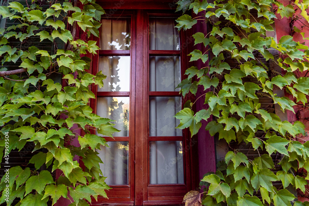 Closed wooden window covered by plants and vines.