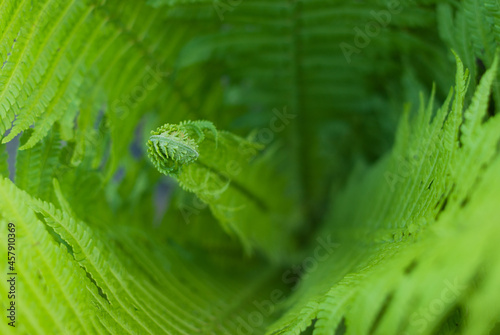 green fern leaves, Polypodium vulgare photo
