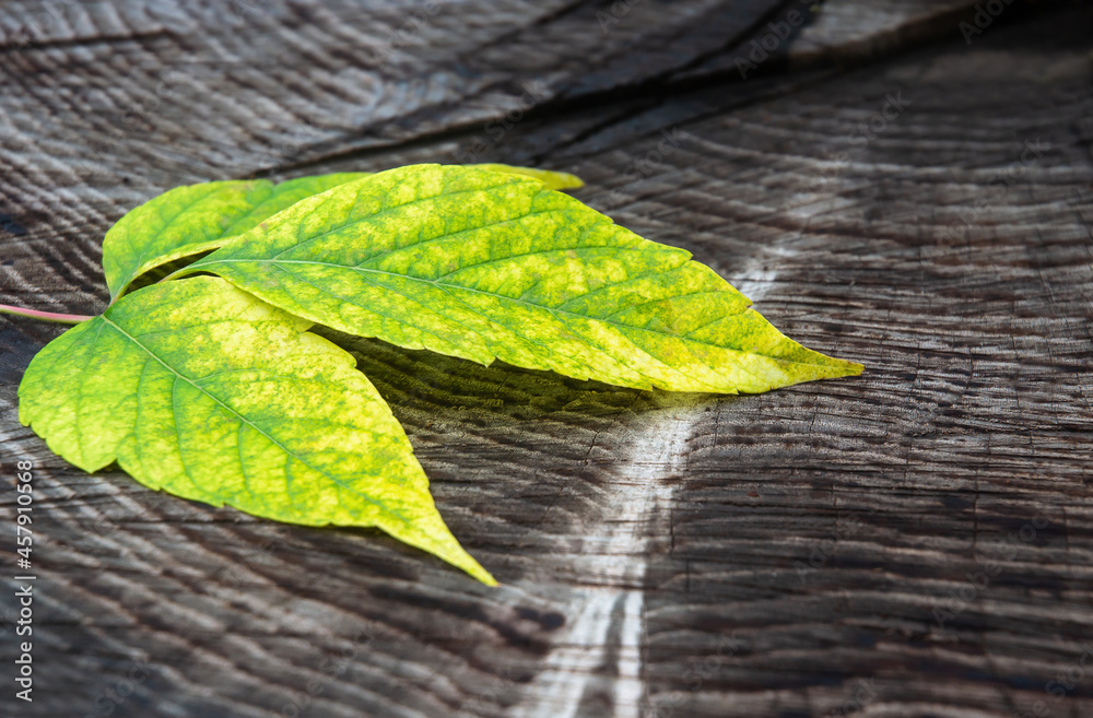 yellow autumn leaf lies on a dark old wooden background yellow autumn leaf lies on a dark old wooden background