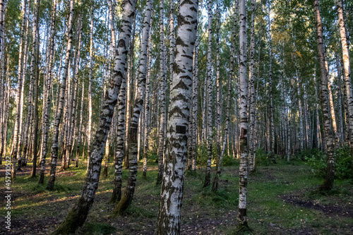 White birch trees in the forest. Slender, beautiful trees in the park. Day. Autumn, Russia.
