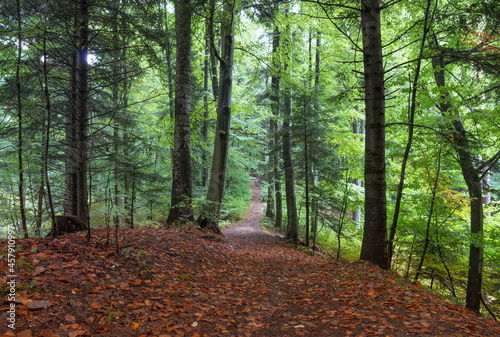 leśna droga pokryta liśćmi
 photo