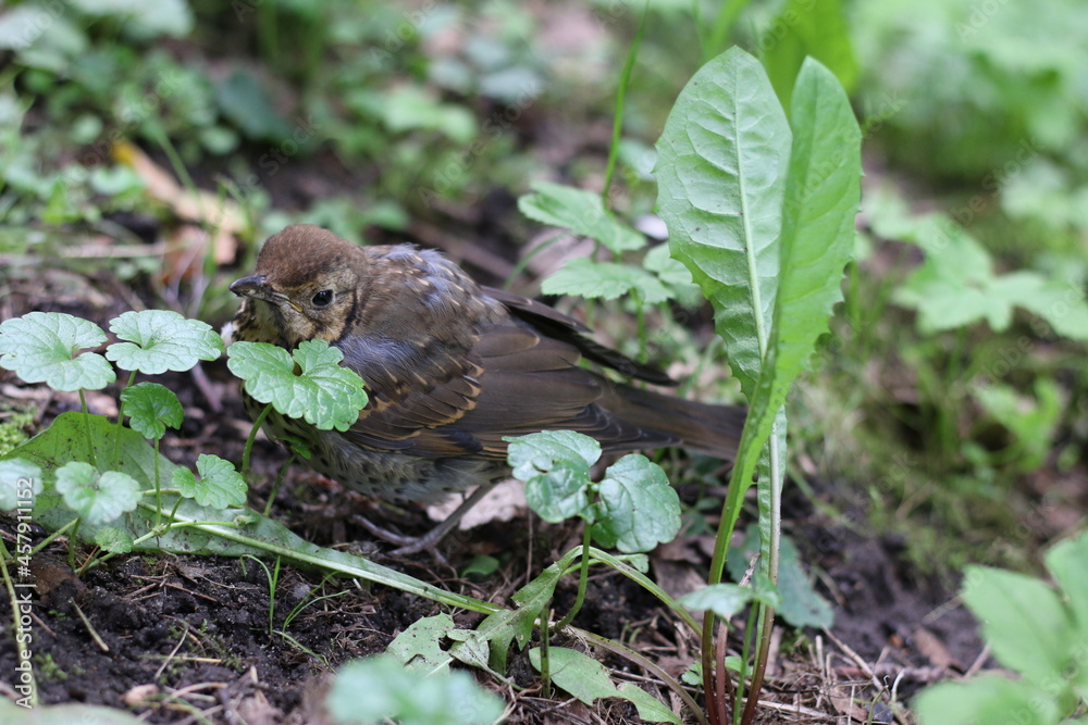 Fototapeta premium the hermit thrush hides in the grass