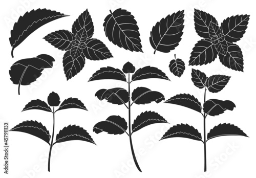 Mint leaf black vector set illustration of icon.Fresh peppermint vector set of icon.Set illustration leaf of mint on white background.